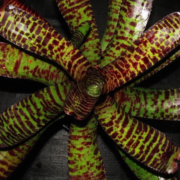 Neoregelia 'Clarise' | Bromeliad Paradise