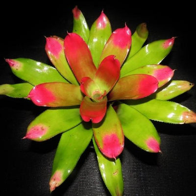 Neoregelia 'Comet' | Bromeliad Paradise