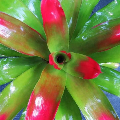 Neoregelia 'Comet' | Bromeliad Paradise