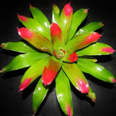 Neoregelia 'Comet' | Bromeliad Paradise