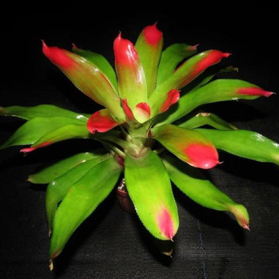 Neoregelia 'Comet' | Bromeliad Paradise