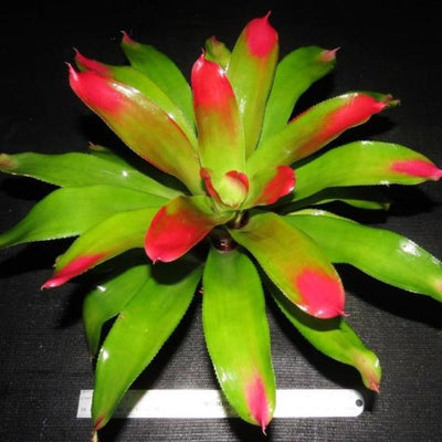 Neoregelia 'Comet' | Bromeliad Paradise