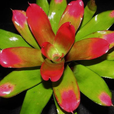 Neoregelia 'Comet' | Bromeliad Paradise