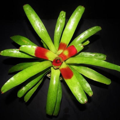 Neoregelia compacta cv. kautski | Bromeliad Paradise