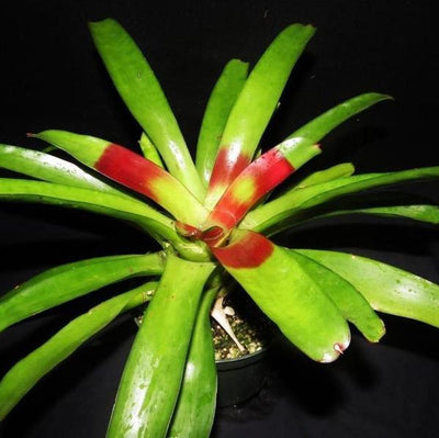 Neoregelia compacta cv. kautski | Bromeliad Paradise