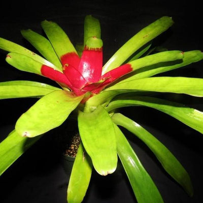 Neoregelia compacta cv. kautski | Bromeliad Paradise