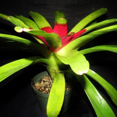 Neoregelia compacta cv. kautski | Bromeliad Paradise