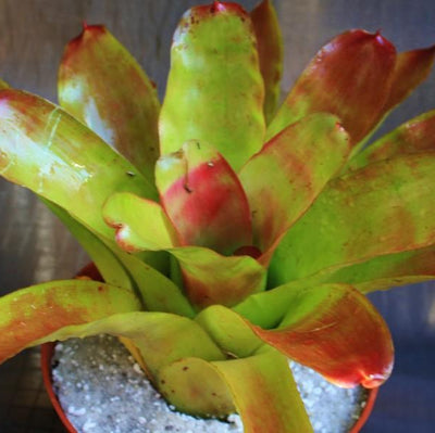 Neoregelia compacta x kautski | Bromeliad Paradise