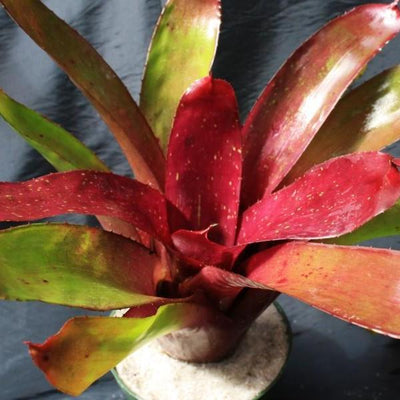 Neoregelia concentrica '#7' x 'Ninja' | Bromeliad Paradise