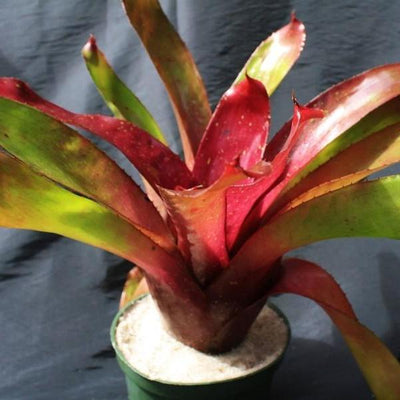 Neoregelia concentrica '#7' x 'Ninja' | Bromeliad Paradise