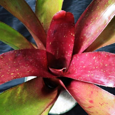 Neoregelia concentrica '#7' x 'Ninja' | Bromeliad Paradise
