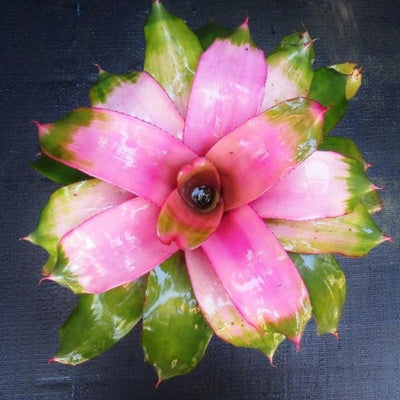 Neoregelia 'Cotton Candy' AKA 'Groves Cotton Candy' | Bromeliad Paradise