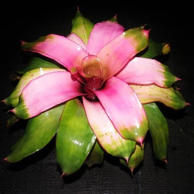 Neoregelia 'Cotton Candy' AKA 'Groves Cotton Candy' | Bromeliad Paradise