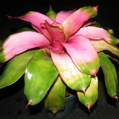 Neoregelia 'Cotton Candy' AKA 'Groves Cotton Candy' | Bromeliad Paradise