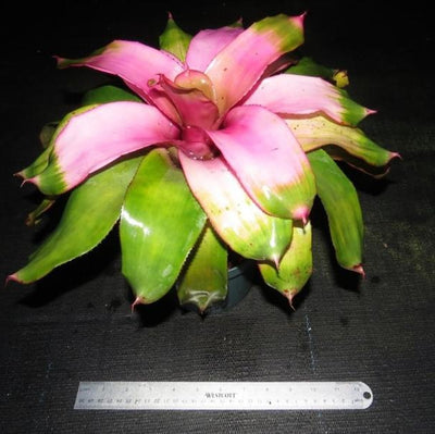 Neoregelia 'Cotton Candy' AKA 'Groves Cotton Candy' | Bromeliad Paradise
