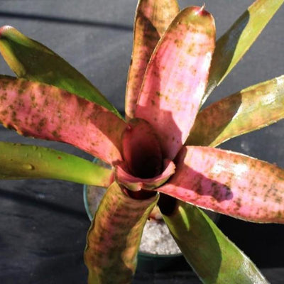 Neoregelia 'Cotton Candy' (Jim Irvin) | Bromeliad Paradise