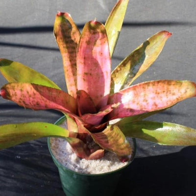 Neoregelia 'Cotton Candy' (Jim Irvin) | Bromeliad Paradise