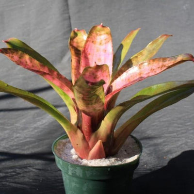 Neoregelia 'Cotton Candy' (Jim Irvin) | Bromeliad Paradise