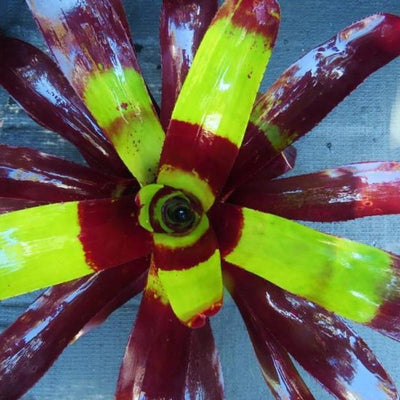 Neoregelia 'Court Jester' | Bromeliad Paradise