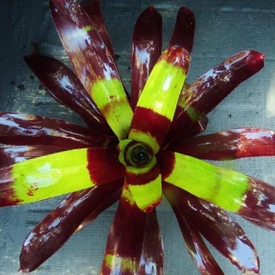 Neoregelia 'Court Jester' | Bromeliad Paradise