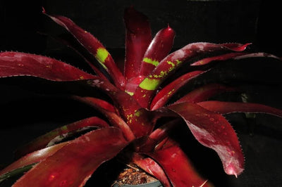 Neoregelia 'Court Jester' | Bromeliad Paradise