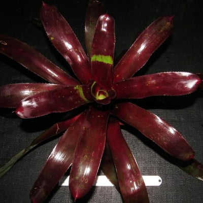 Neoregelia 'Court Jester' | Bromeliad Paradise