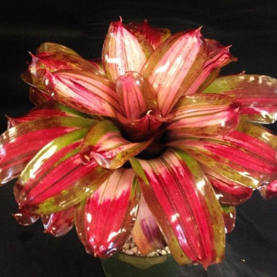 Neoregelia 'Crayola' | Bromeliad Paradise