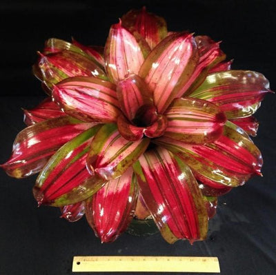 Neoregelia 'Crayola' | Bromeliad Paradise