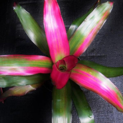Neoregelia 'Crimson' | Bromeliad Paradise