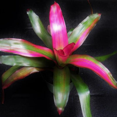 Neoregelia 'Crimson' | Bromeliad Paradise