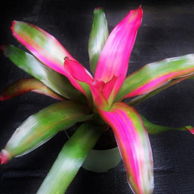Neoregelia 'Crimson' | Bromeliad Paradise