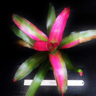 Neoregelia 'Crimson' | Bromeliad Paradise