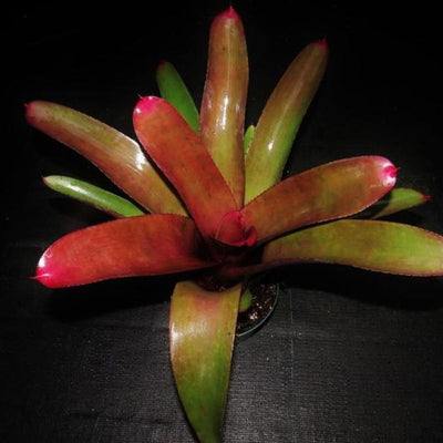 Neoregelia cruenta rubra | Bromeliad Paradise