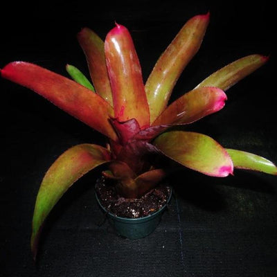 Neoregelia cruenta rubra | Bromeliad Paradise