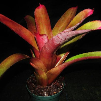 Neoregelia cruenta rubra | Bromeliad Paradise