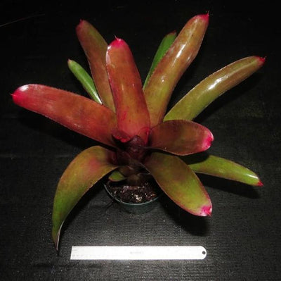 Neoregelia cruenta rubra | Bromeliad Paradise