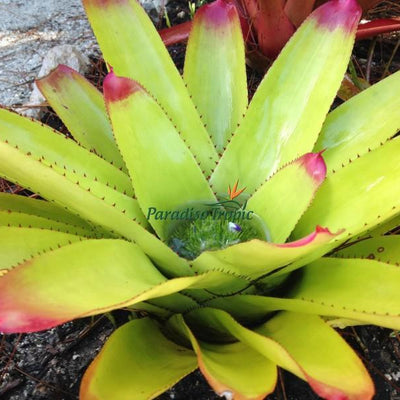 Neoregelia cruenta 'Selecta' | Bromeliad Paradise