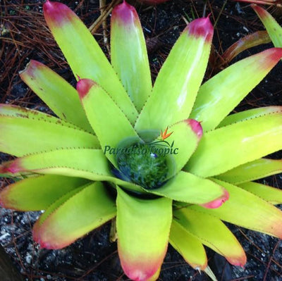 Neoregelia cruenta 'Selecta' | Bromeliad Paradise