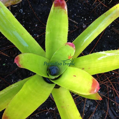 Neoregelia cruenta 'Selecta' | Bromeliad Paradise