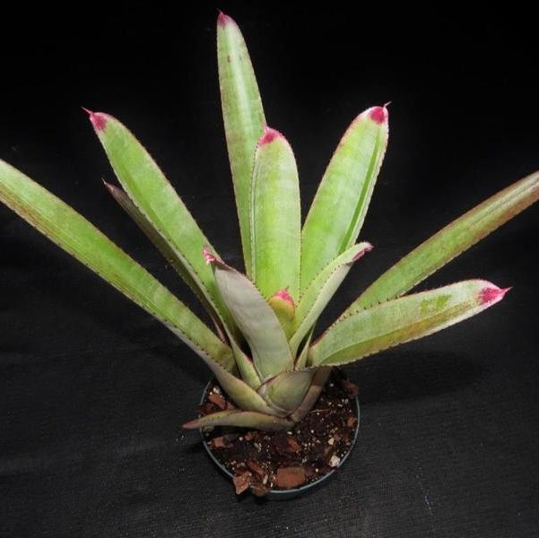 Neoregelia cruenta 'Silver Bullet' | Bromeliad Paradise