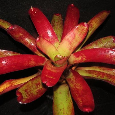 Neoregelia cruenta x 'Painted Lady' | Bromeliad Paradise