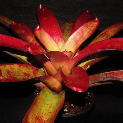 Neoregelia cruenta x 'Painted Lady' | Bromeliad Paradise