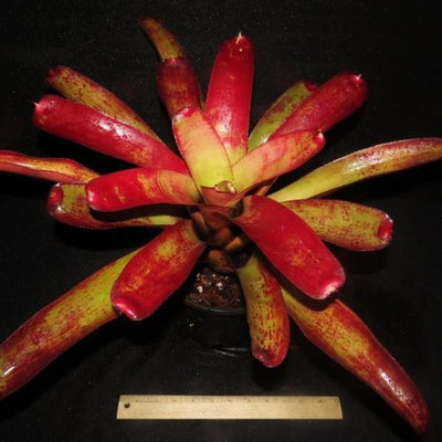 Neoregelia cruenta x 'Painted Lady' | Bromeliad Paradise