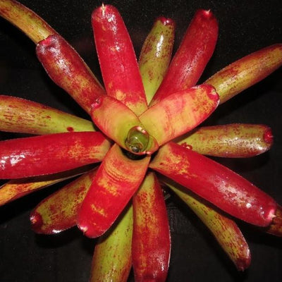 Neoregelia cruenta x 'Painted Lady' | Bromeliad Paradise