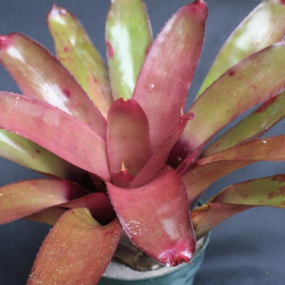 Neoregelia cruenta X 'Purple Rain' | Bromeliad Paradise