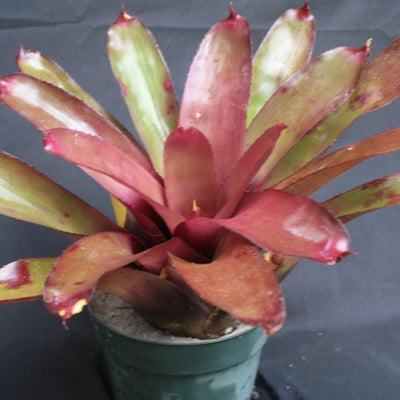Neoregelia cruenta X 'Purple Rain' | Bromeliad Paradise