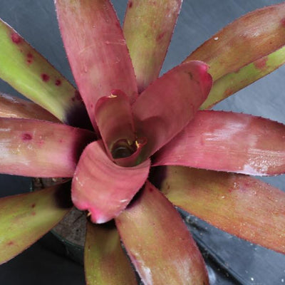 Neoregelia cruenta X 'Purple Rain' | Bromeliad Paradise