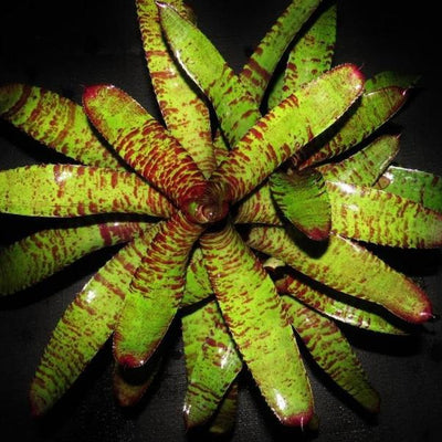 Neoregelia 'Dark Knight' | Bromeliad Paradise