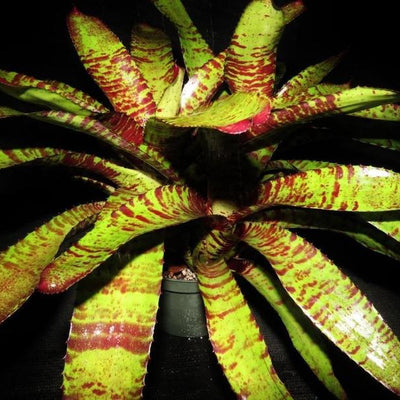 Neoregelia 'Dark Knight' | Bromeliad Paradise