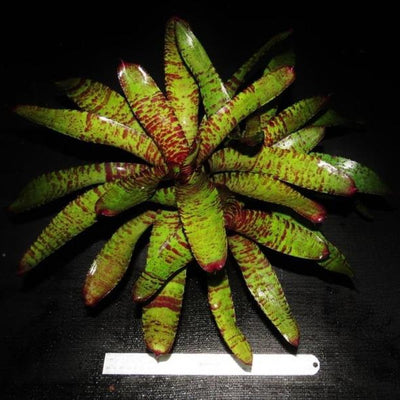 Neoregelia 'Dark Knight' | Bromeliad Paradise